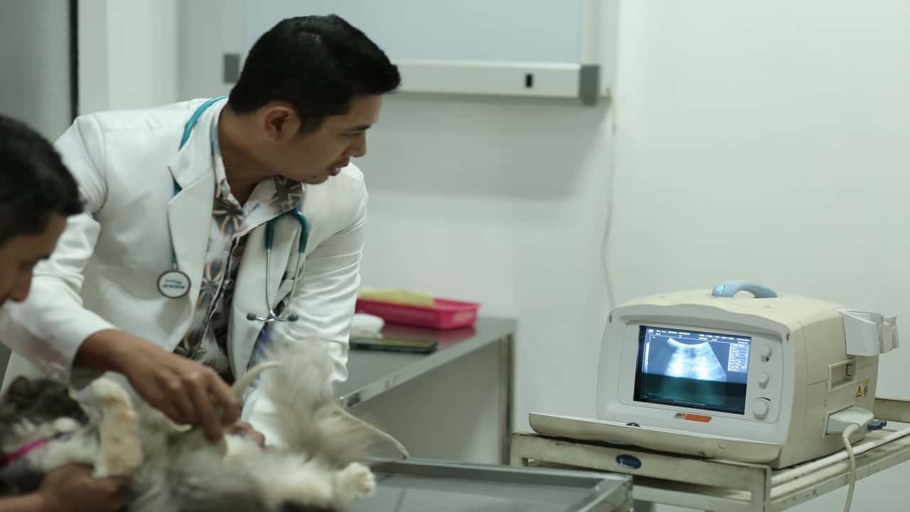 Dokter Hewan